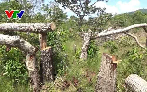 Lại xảy ra phá rừng ở Khu bảo tồn thiên nhiên Tà Cú, Bình Thuận