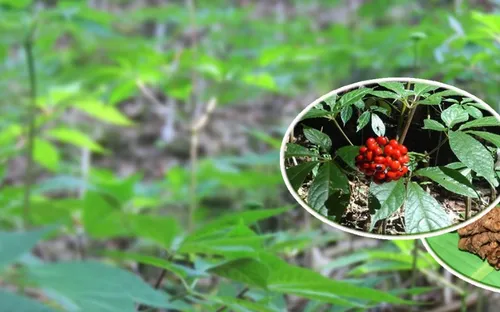 Tiêu điểm: Sâm Ngọc Linh - Từ bán sâm thô sang hợp tác quốc tế để nâng tầm thương hiệu