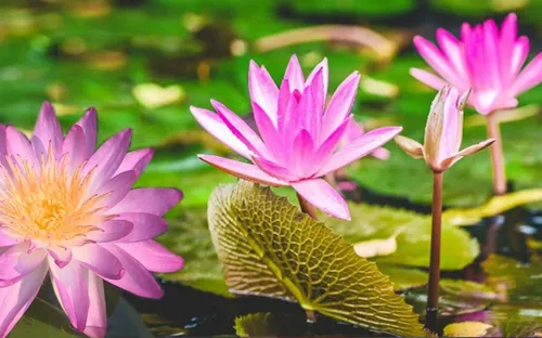 Khởi nghiệp từ ... bùn lầy