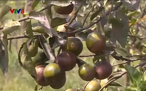 Thừa Thiên Huế: Quýt mất mùa mất giá