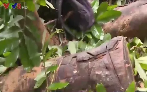 Phát hiện hàng chục ha rừng phòng hộ bị tàn phá ở Thừa Thiên Huế