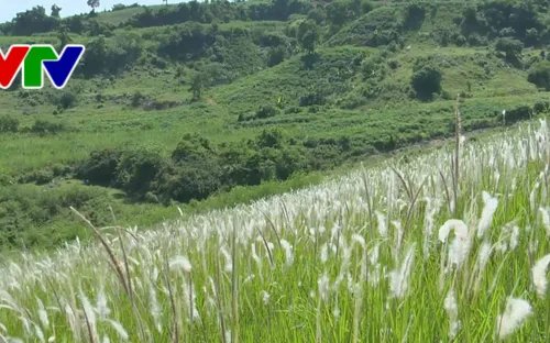 Thông điệp cuộc sống từ đồi cỏ tranh