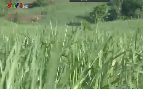 Tháo gỡ khó khăn cho cuộc sống người trồng mía