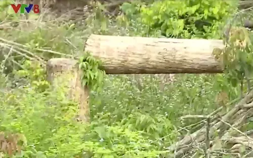 Rừng Tà Cú, Bình Thuận vẫn chảy máu