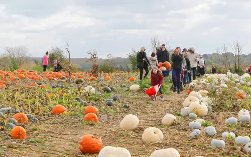 Nông trại bí ngô tự chọn mùa Halloween