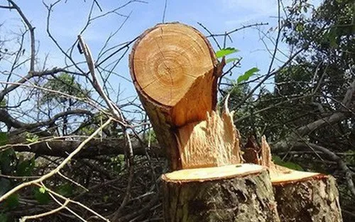 Bình Thuận yêu cầu kiểm điểm tập thể, cá nhân vụ phá rừng Tà Cú