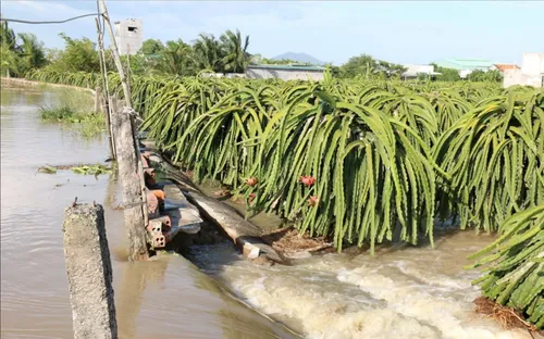 Bình Thuận: Vườn thanh long ngập nước, có nguy cơ thối rễ