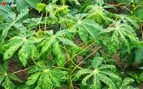 Bệnh khảm lá trên cây sắn bùng phát ở Gia Lai