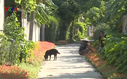 Làng hoa Sam bên dòng Đại Giang