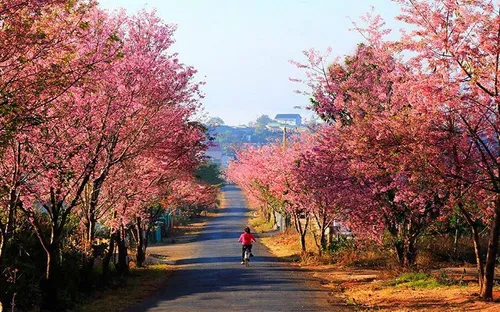 Đà Lạt: Thí điểm sử dụng xe chạy bằng năng lượng điện chở khách tham quan, du lịch