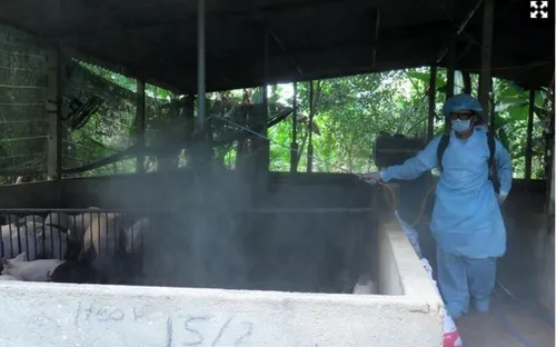 Nguy cơ dịch tả lợn châu Phi xâm nhiễm vào Việt Nam rất cao