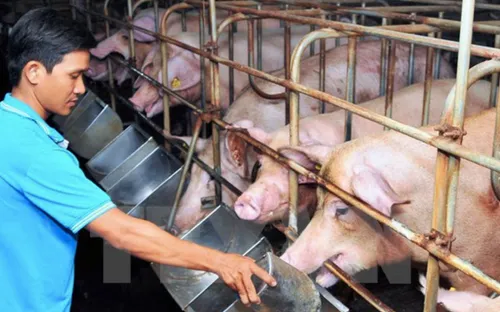 Sau 2 tuần người nuôi mất gần 10 triệu/tấn lợn hơi