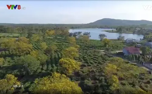 Rực rỡ hoa vàng trên cao nguyên xanh