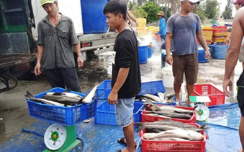 Xuất hiện tình trạng cá bớp chết ở Vạn Ninh (Khánh Hòa), người dân bán tháo