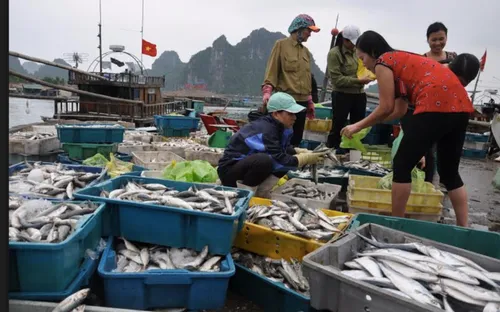 Ngư dân miền Trung đánh bắt có trách nhiệm