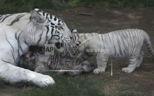 Loài hổ tại Nepal tăng gấp đôi số lượng chưa đầy 1 thập kỷ