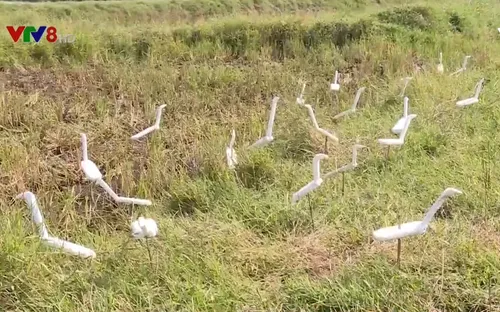 Mất cân bằng sinh thái do tận diệt chim trời