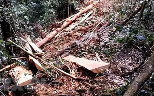 Phó Thủ tướng yêu cầu kiểm tra, ngăn chặn phá rừng tại Lâm Đồng