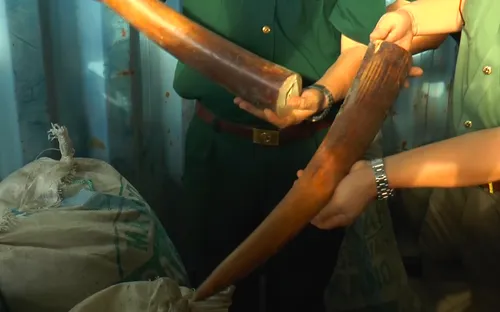 Đà Nẵng bắt lượng ngà voi và vẩy tê tê "khủng" tại cảng Tiên Sa