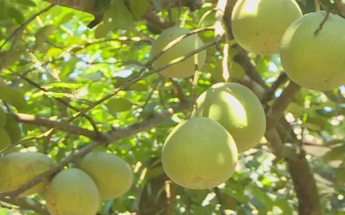 Trải nghiệm thu hoạch mùa thanh trà xứ Huế