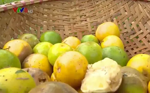 Cam tới vụ thu hoạch bỗng rụng hàng loạt, nông dân điêu đứng