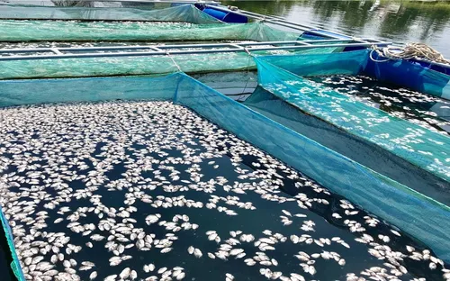 Cá chết hàng loạt, người nuôi cá lồng ở Hội An kêu cứu