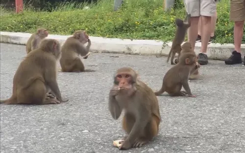 Du khách cho khỉ ăn tại bán đảo Sơn Trà: Tiềm ẩn nhiều mối nguy hại
