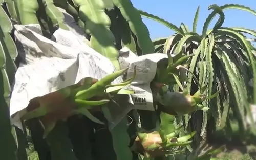 Nông dân Bình Thuận bọc thanh long bằng giấy báo chờ giá lên