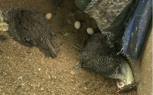 Xuất hiện chùm cúm H5N6 độc lực mạnh tại một trang trại ở Phú Yên