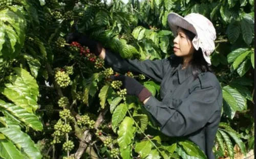 Đắk Lắk hạn chế thu hái cà phê xanh, non