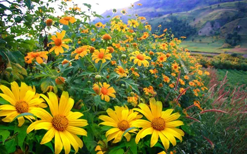 Lễ hội hoa dã quỳ - Nét văn hoá độc đáo trên vùng núi lửa Chư Đăng Ya