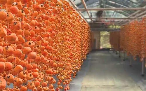 Mô hình hồng treo Nhật Bản - Giải quyết đầu ra cho vùng hồng ăn trái Đà Lạt
