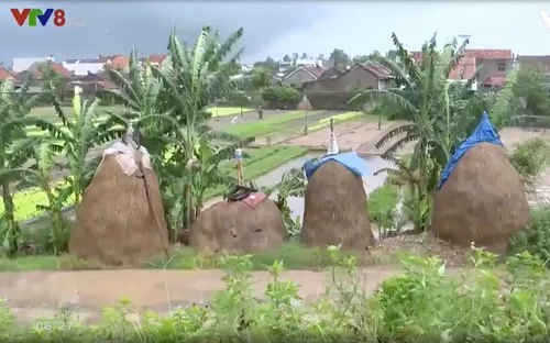 Thương nhớ những nọc rơm ngày xưa