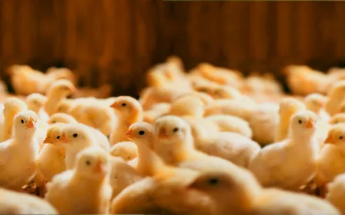 Mô hình gà giống an toàn, ấp trứng theo công nghệ cao