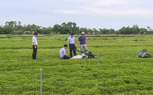 Máy thu hoạch rau má bằng động cơ xăng