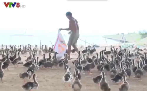 Ổn định thị trường gia cầm vùng dịch cúm