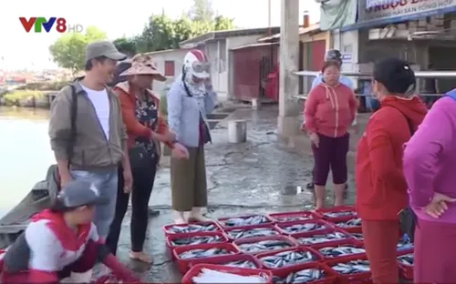 Ngư dân Thừa Thiên Huế được mùa vụ cá Nam