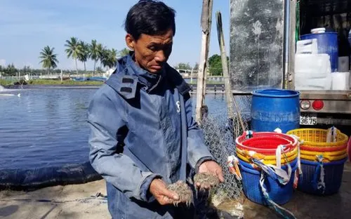 Quảng Nam: Cả ba hồ tôm "chết đứng" sau 1 đêm