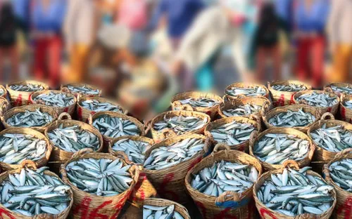 Ngư dân Thừa Thiên Huế được mùa vụ cá Nam