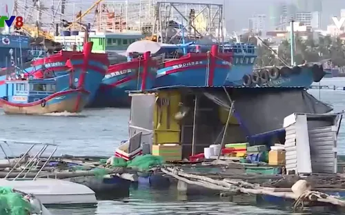 Nguy cơ ảnh hưởng luồng tàu vì nuôi trồng hải sản trái phép