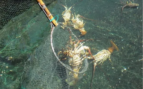 Tảo độc xuất hiện dày đặc trên vịnh Vân Phong