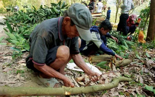 Quảng Ngãi: Dân đổ xô trồng quế