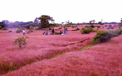 Gia Lai sẽ tổ chức "Lễ hội cỏ hồng" lần thứ 2