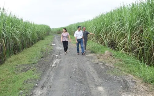 5 dự án cánh đồng lớn ở Nghệ An được hỗ trợ 1,5 tỷ đồng