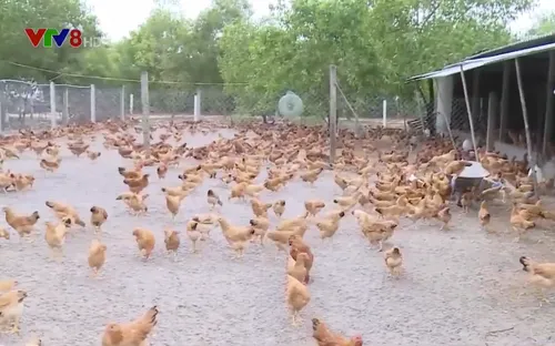 Quy định giết mổ gia cầm tập trung: Khó khăn cho chăn nuôi gia cầm khép kín