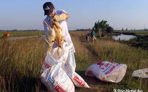 Tiêu hủy 1.500 con vịt bị dịch cúm AH5N6