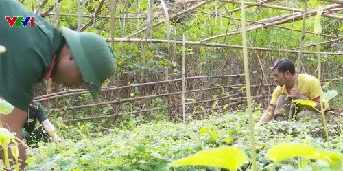 Trồng sâm dây giúp người dân biên giới thoát nghèo