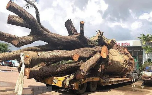Bình Định xử phạt xe chở cây đa "khủng"