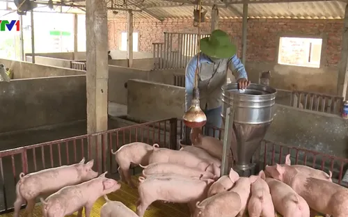Hòa Bình là tỉnh đầu tiên công bố hết dịch tả lợn châu Phi