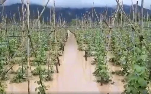 Mưa lũ lớn khiến hơn 70ha hoa màu của Lâm Đồng ngập nặng